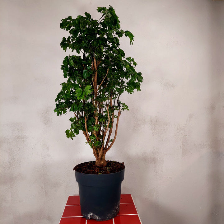 Polyscias ‘Roble’ (Aralia Roble)