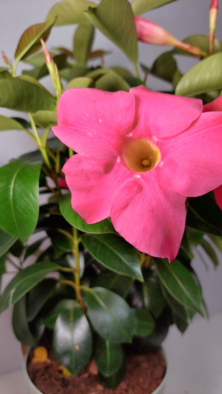 Mandevilla - Chilean Jasmine -