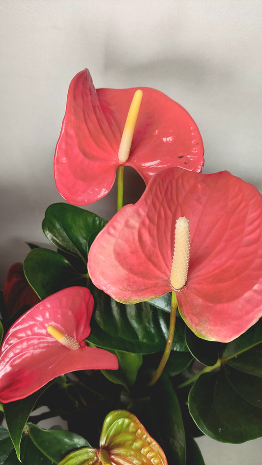 Anthurium Andreanum An Maine