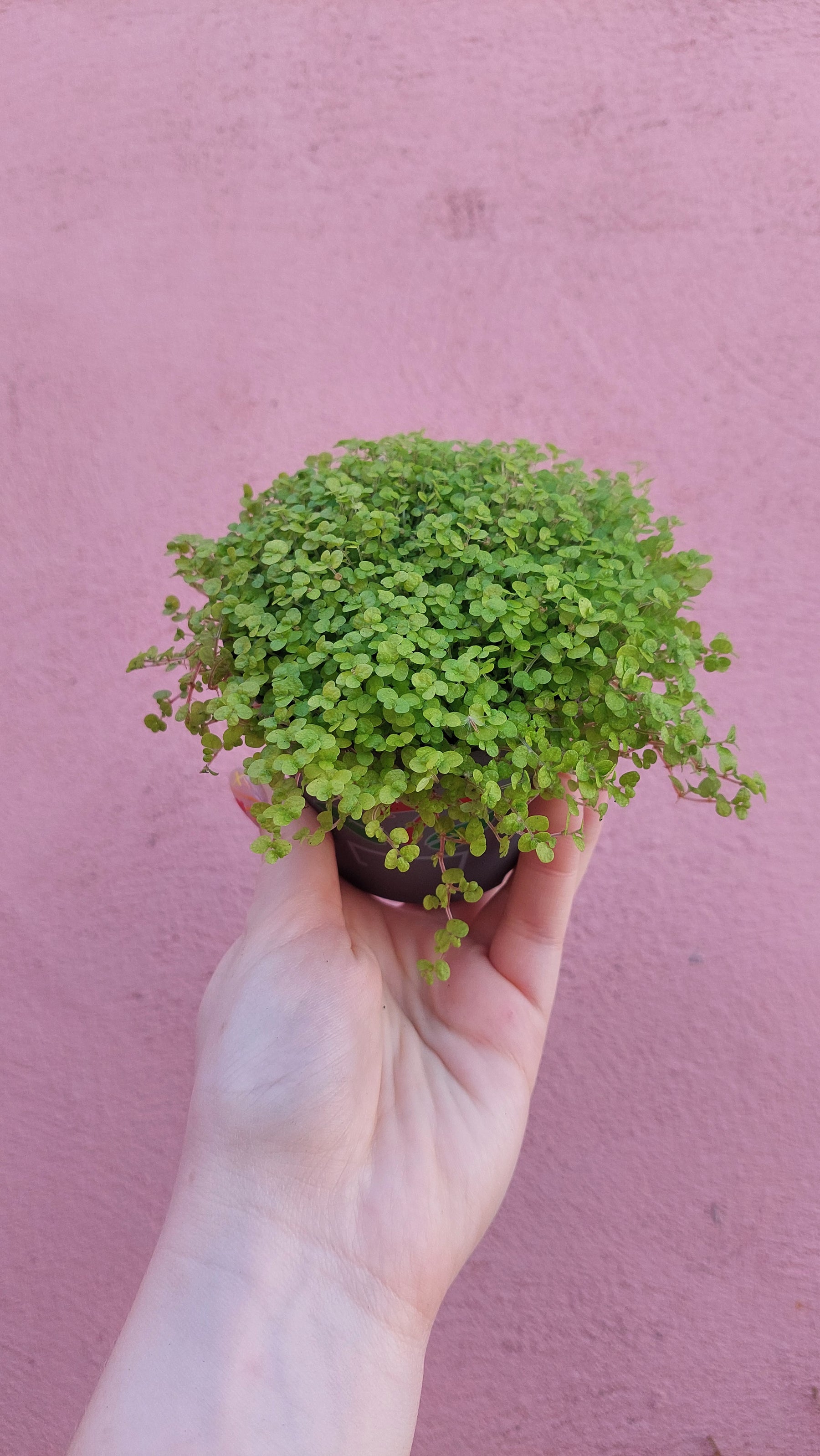 mind your own business plant seeds Soleirolia – Mind-Your-Own-Business Ground Cover or Houseplant – Plant Studio