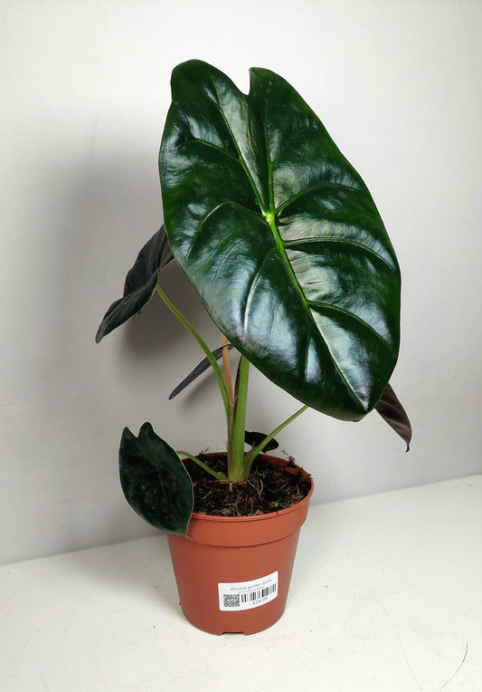 Alocasia golden bone