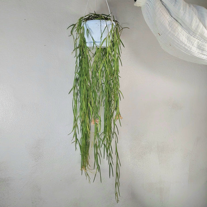 Hoya Linearis