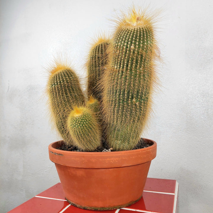 Parodia (Eriocactus) leninghausii – Golden Ball Cactus