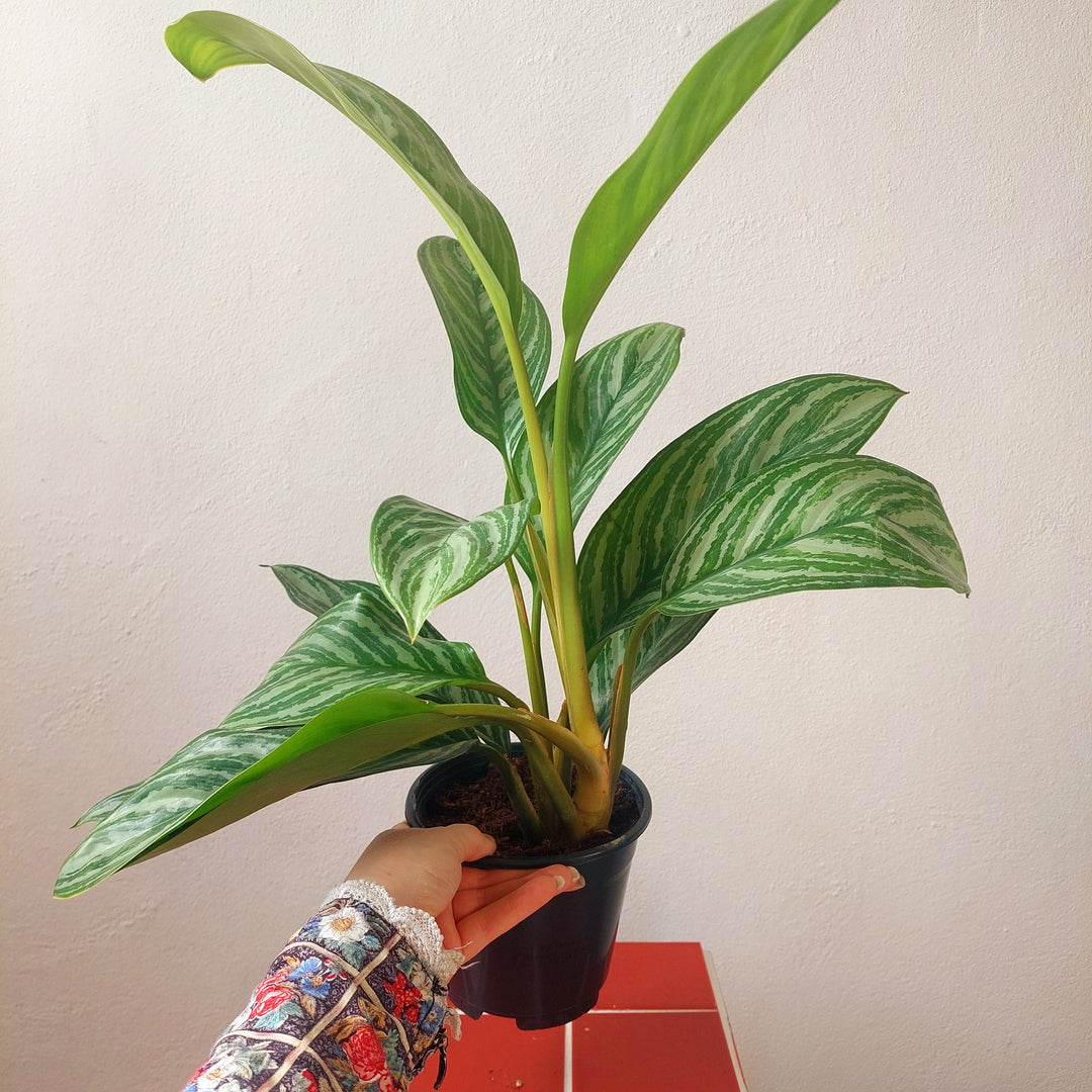Aglaonema ‘Stripes’ - Chinese Evergreen