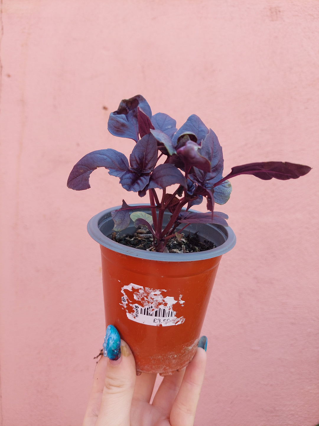 Purple Basil