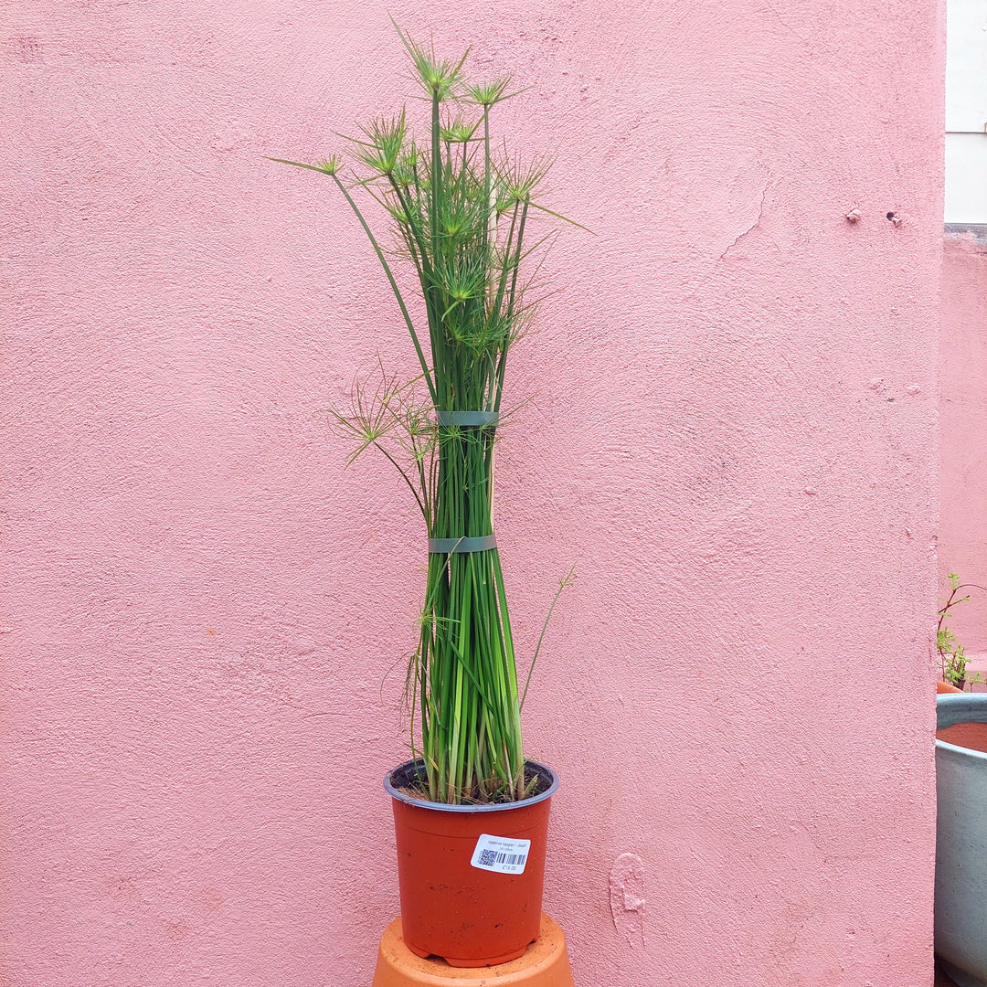 Cyperus haspan – Dwarf Papyrus / Umbrella Sedge