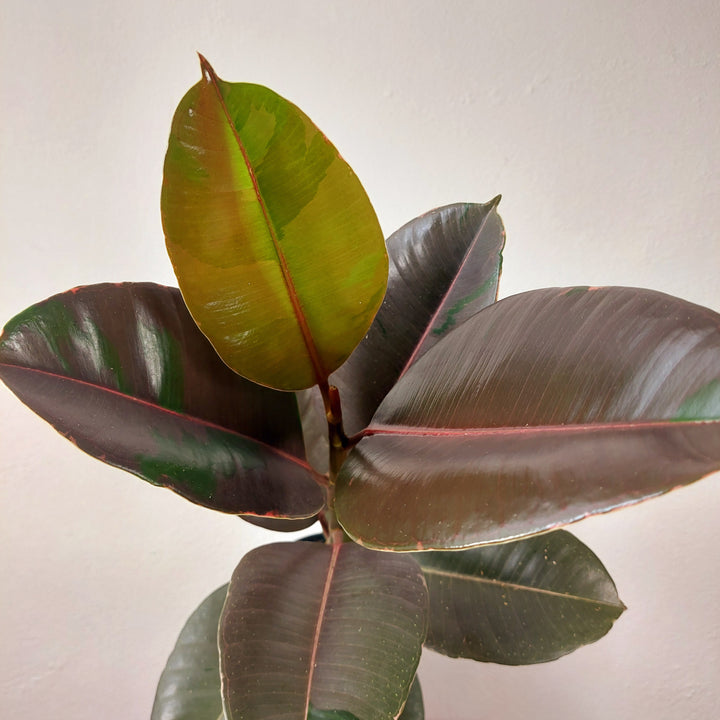 Ficus Pink Camouflage