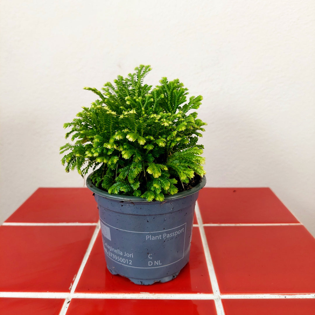 Selaginella martensii Jori - Martens Club Moss.