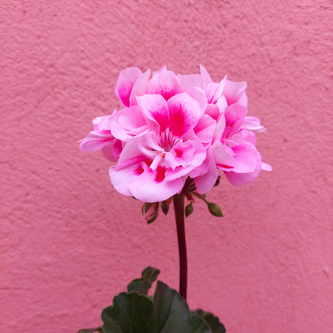 Pelargonium zonale lucky dip – Zonal Geranium