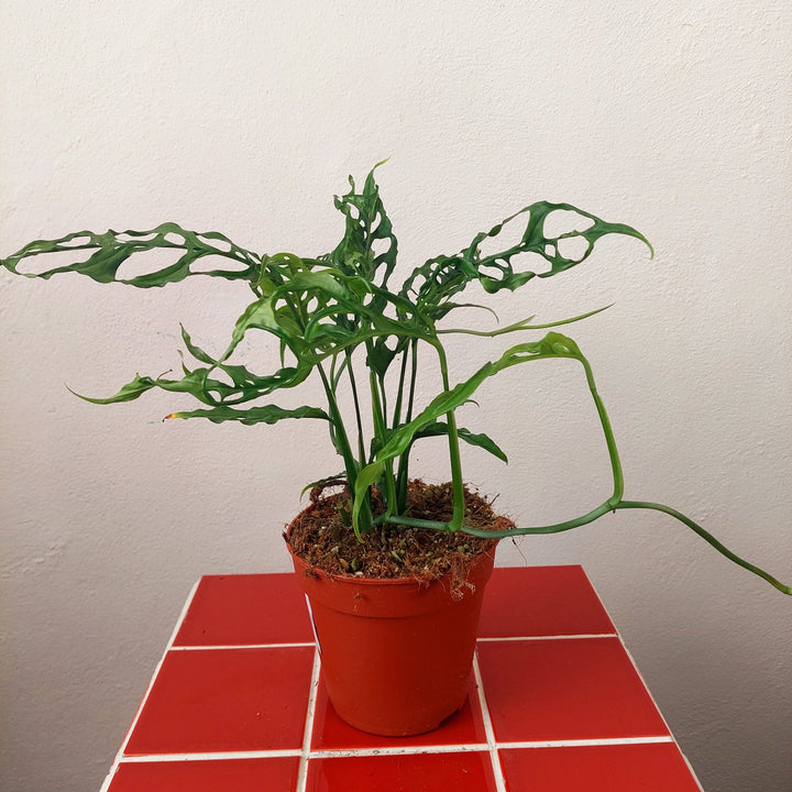 Monstera obliqua 'Peru'