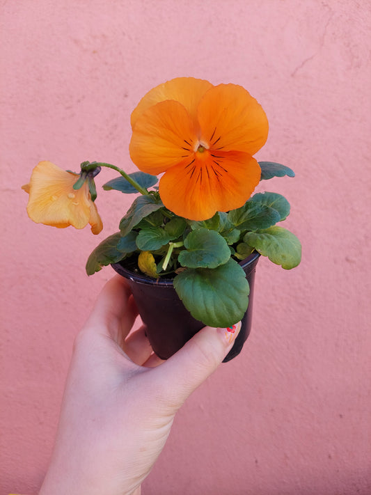 Viola Orange