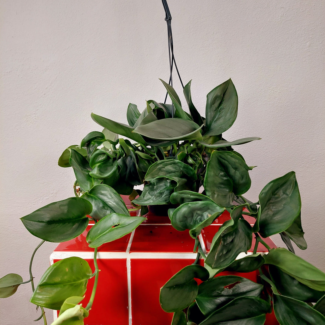 Scindapsus 'treubii' Moonlight