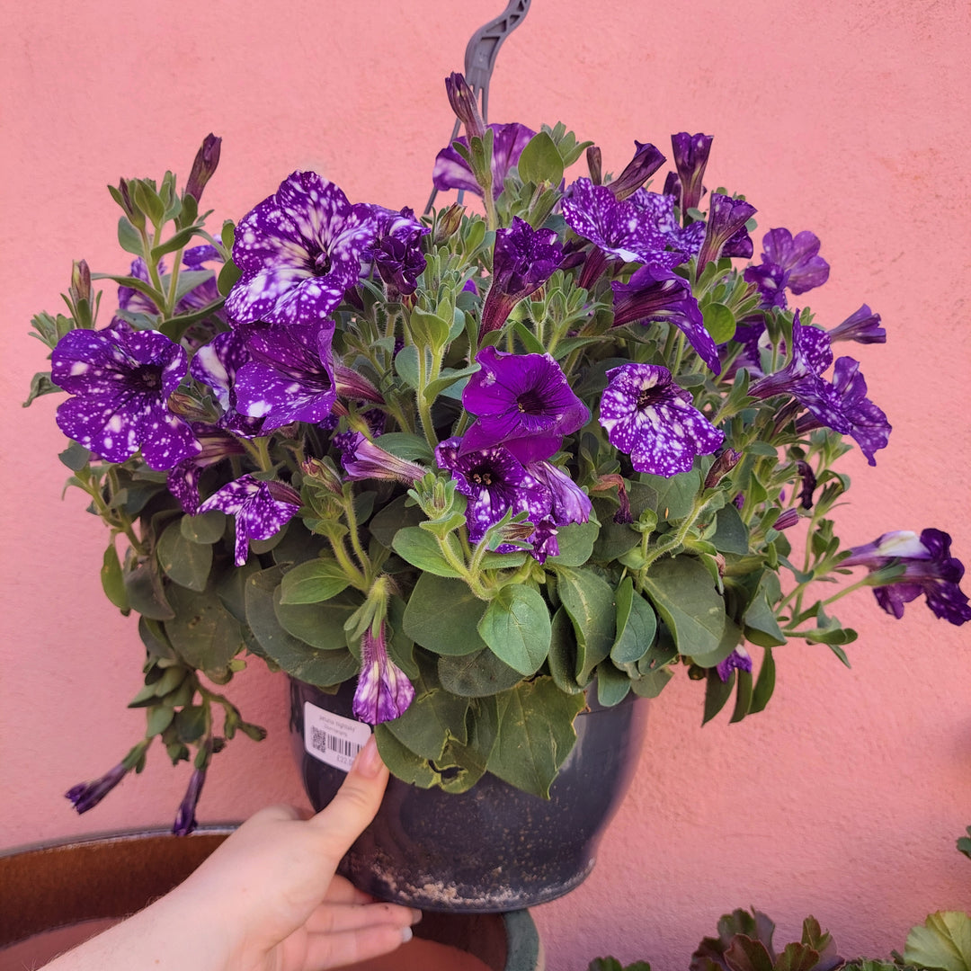 Petunia 'Nightsky'
