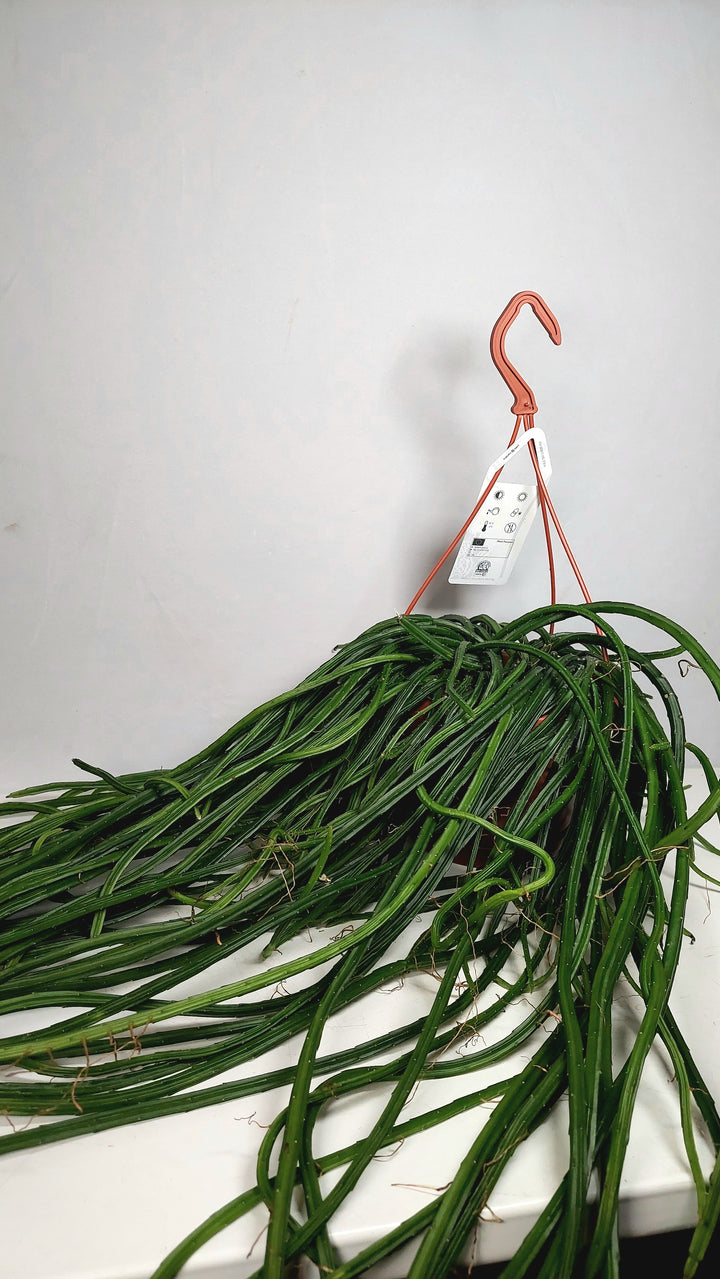 Selenicereus wercklei - Rhipsalis Lumbricoides - Rhipsalis 'Leiza' - Moonlight cactus