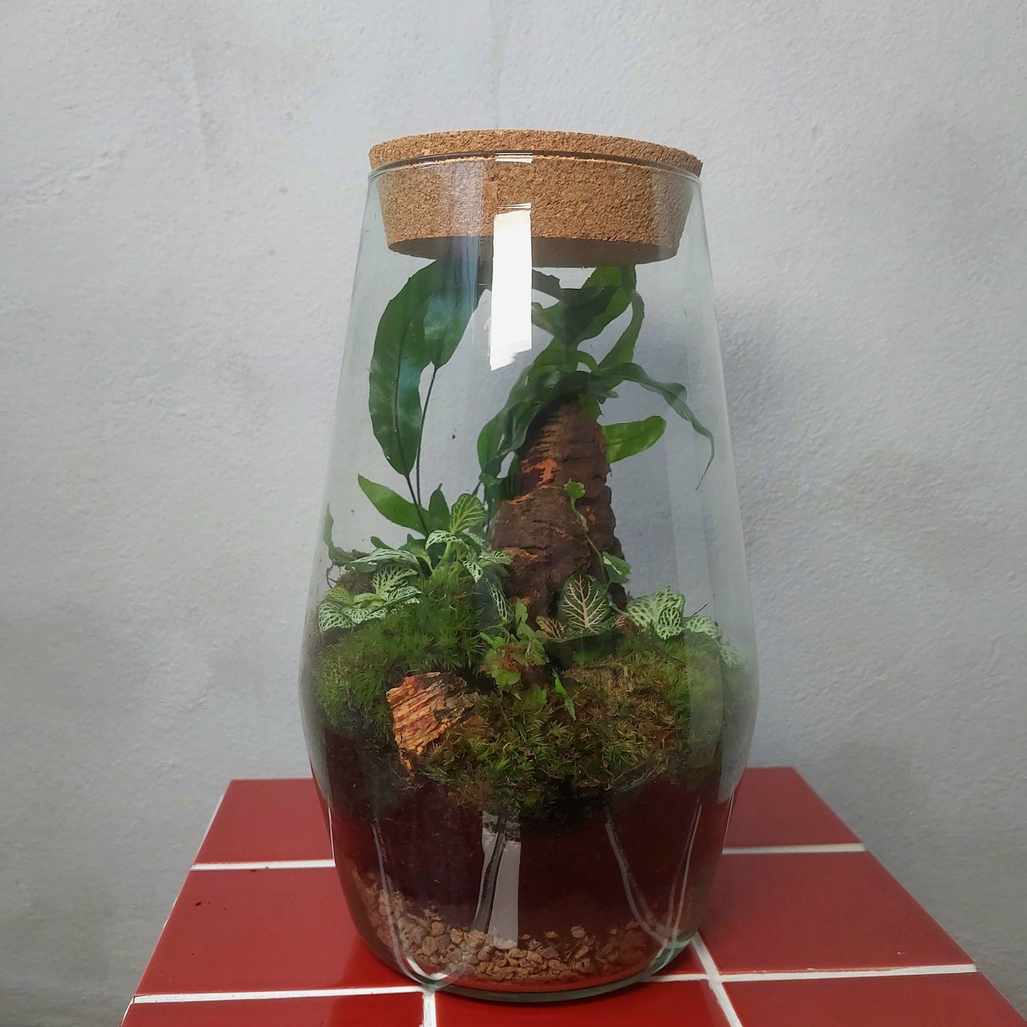 Plant studio Terrarium Wieb