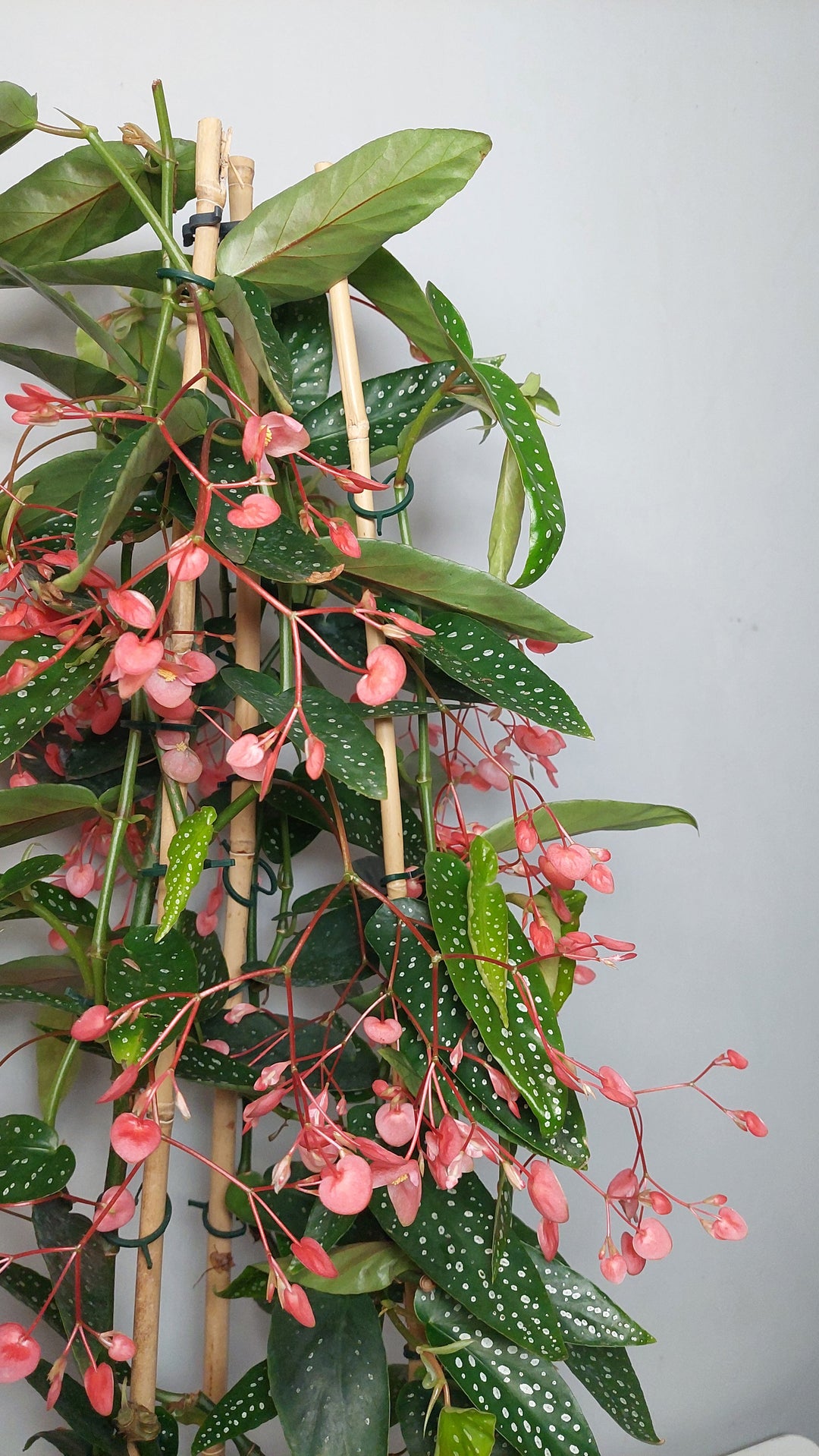 Begonia Corallina Roze - Angel Wing Begonia
