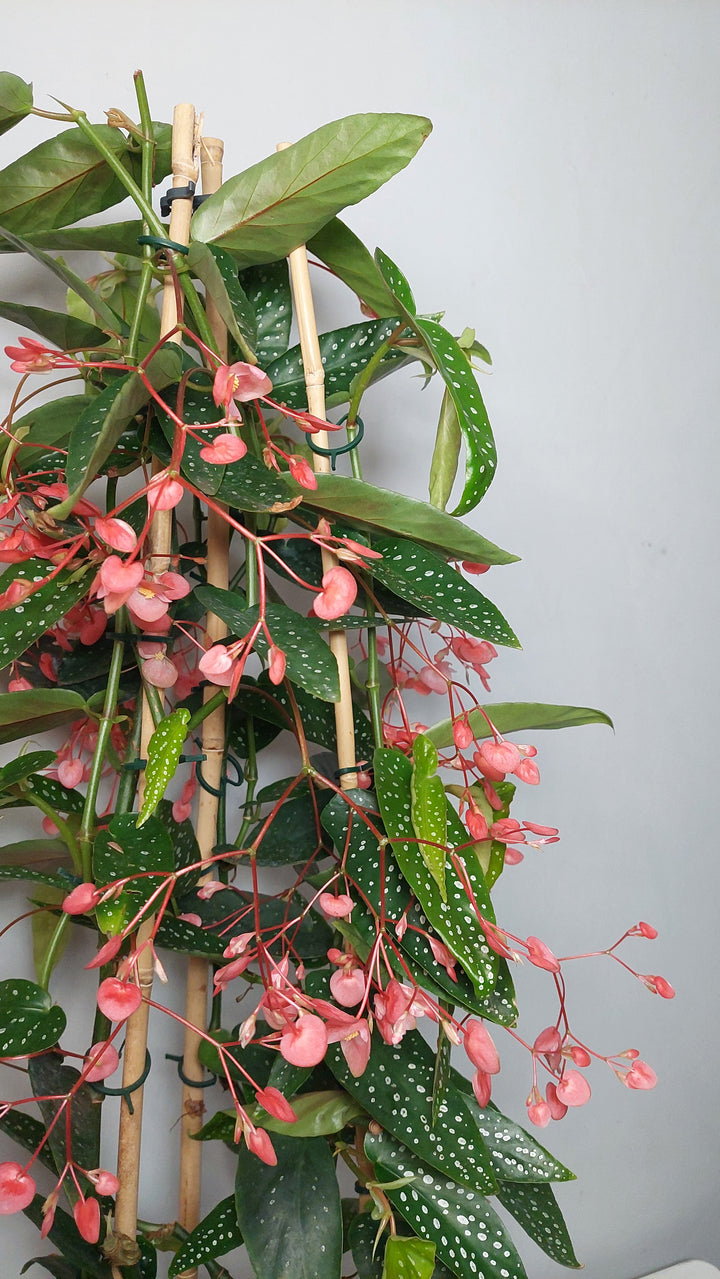Begonia Corallina Roze - Angel Wing Begonia