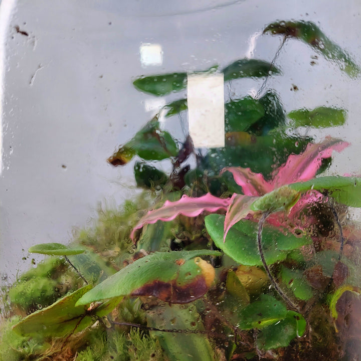 Plant.Studio 'Earth Star' Terrarium