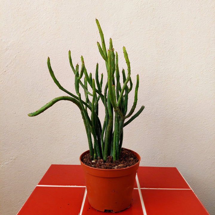 Euphorbia leucodendron – Cat Tail Euphorbia