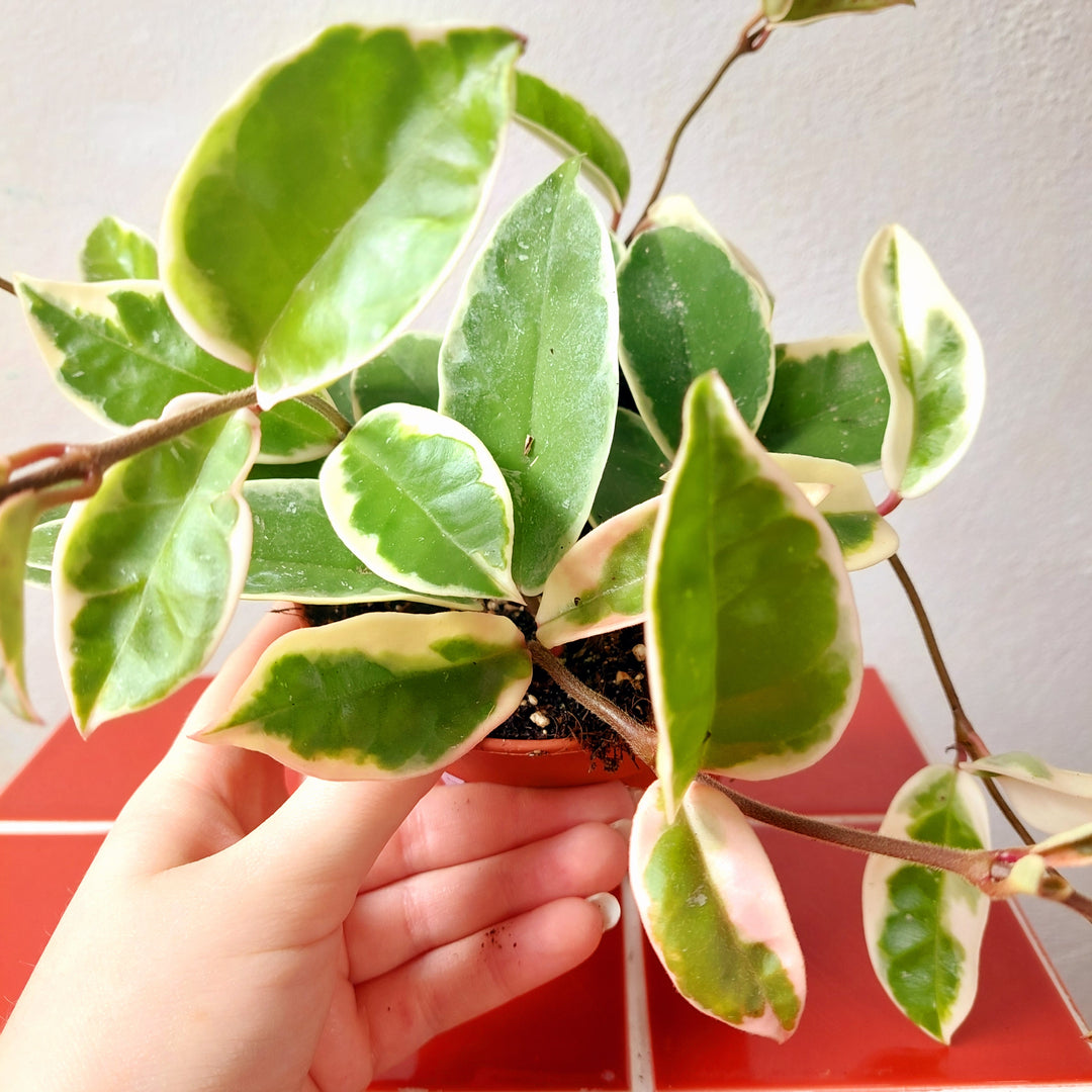 Hoya carnosa ‘Krimson Queen’ - (Crimson Queen Wax Plant)