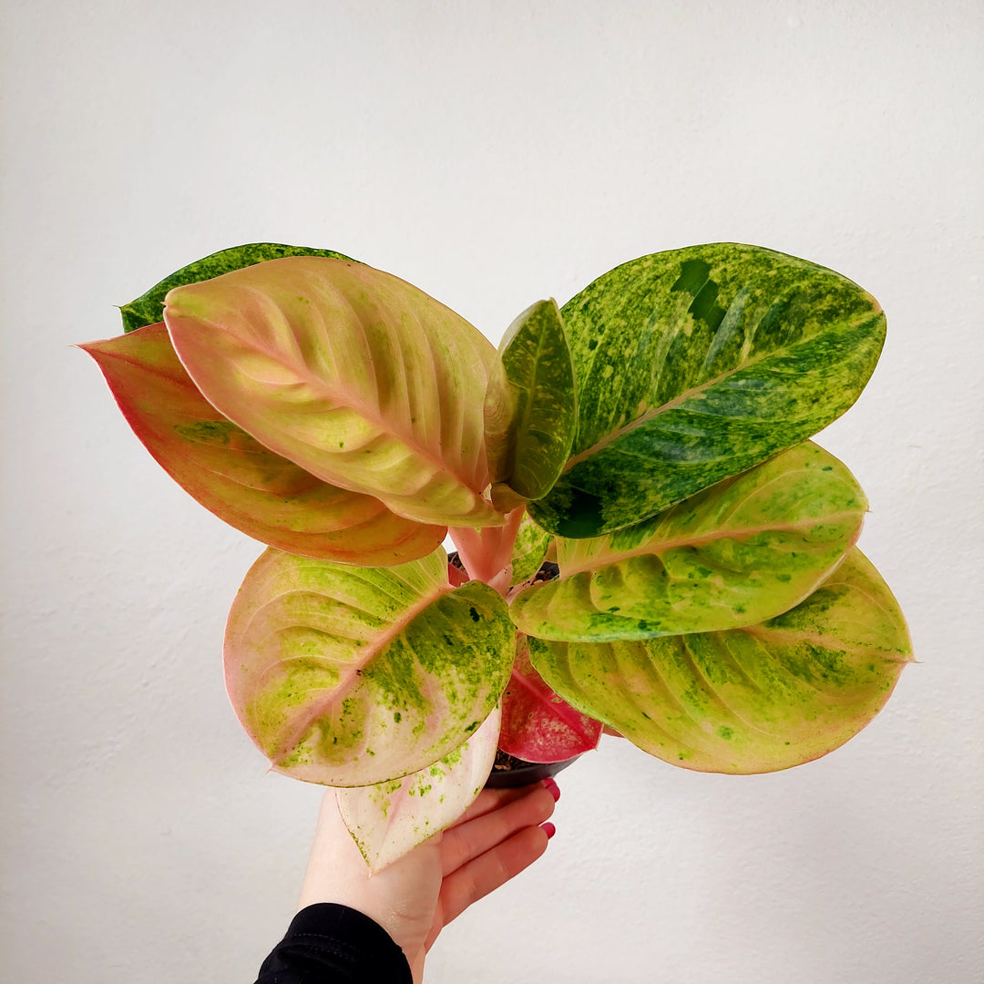 Aglaonema Apple Fantasy – Chinese Evergreen