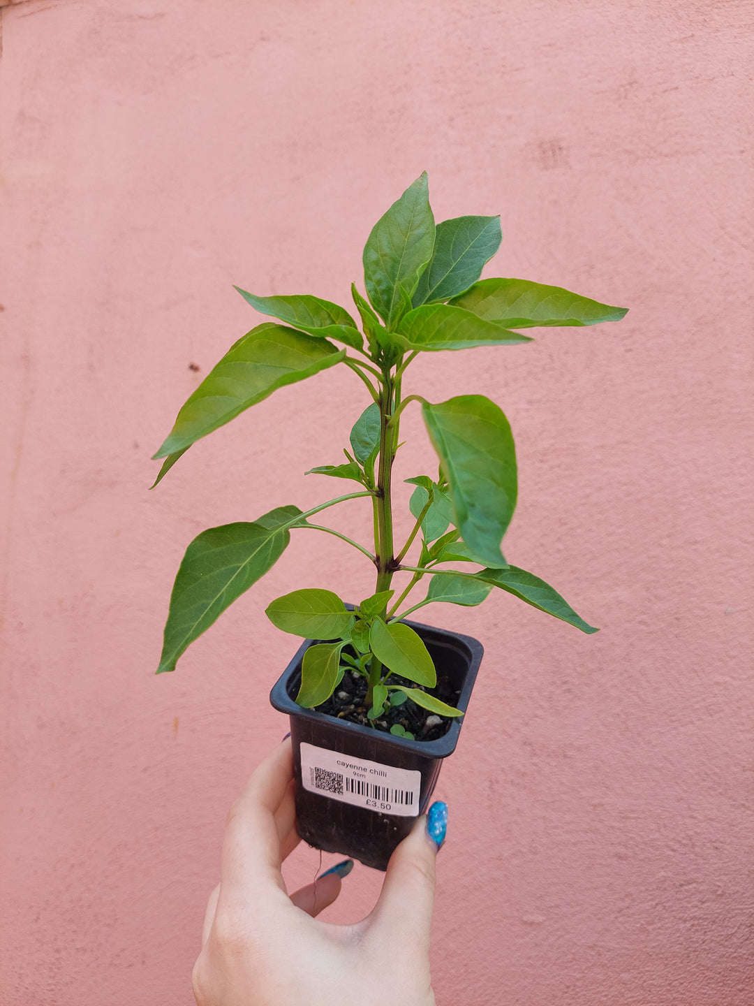 Cayenne Chilli