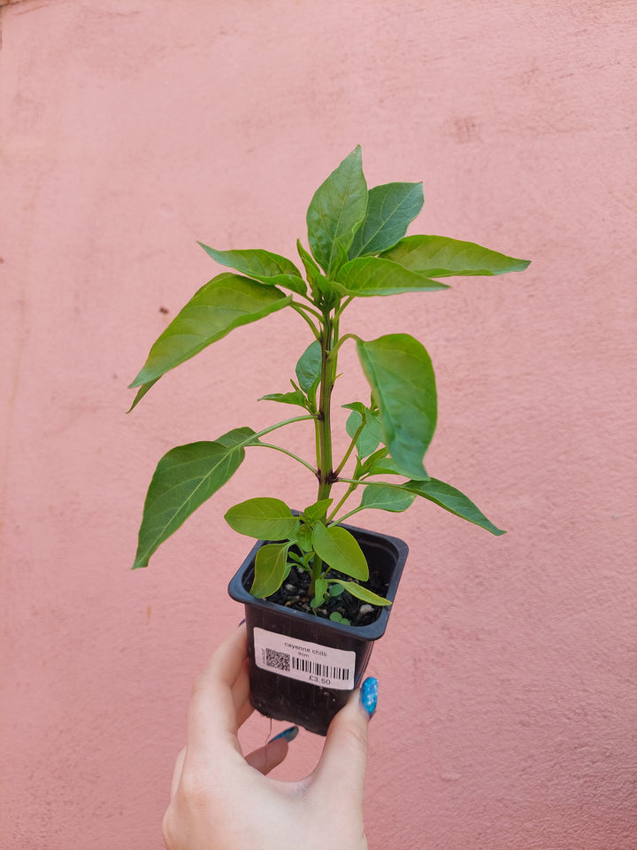 Cayenne Chilli