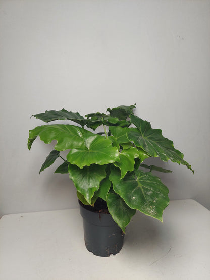 Philodendron ‘Shangri-La’