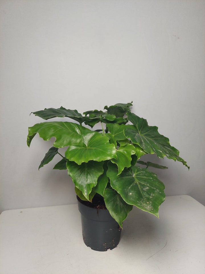 Philodendron ‘Shangri-La’