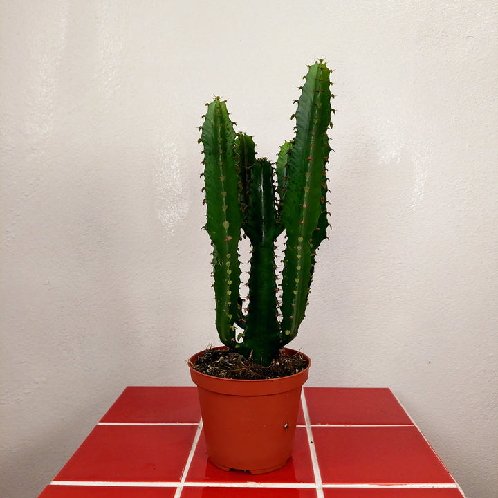 Euphorbia ingens (Candelabra Tree)