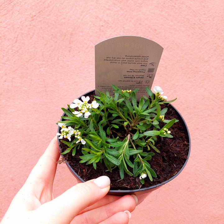 Herbaceous Perennial Lucky Dip