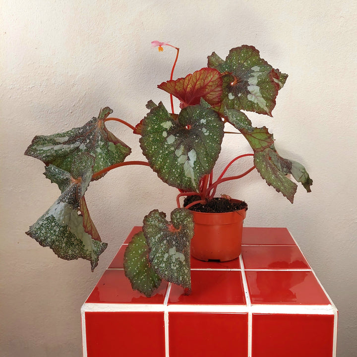 Begonia ‘Speckled’