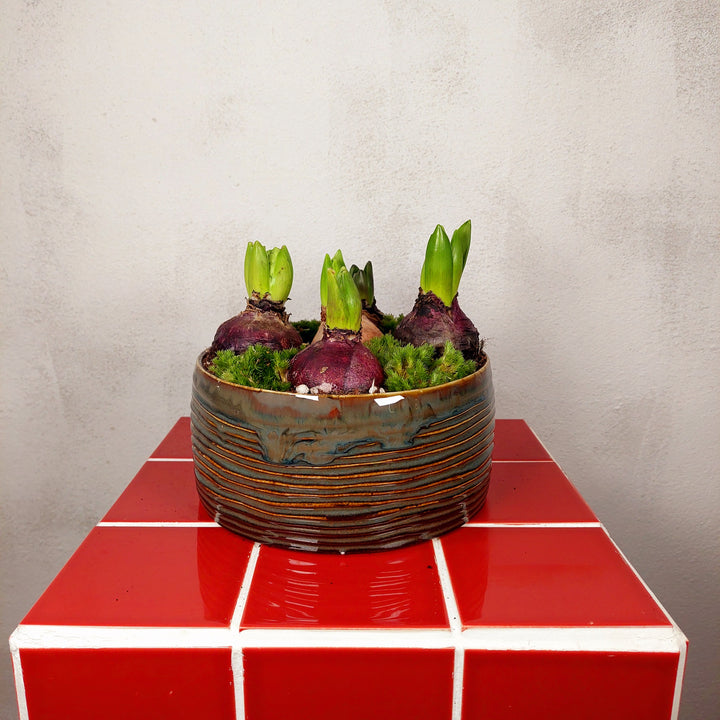 Hyacinth Hera bowl Arrangement