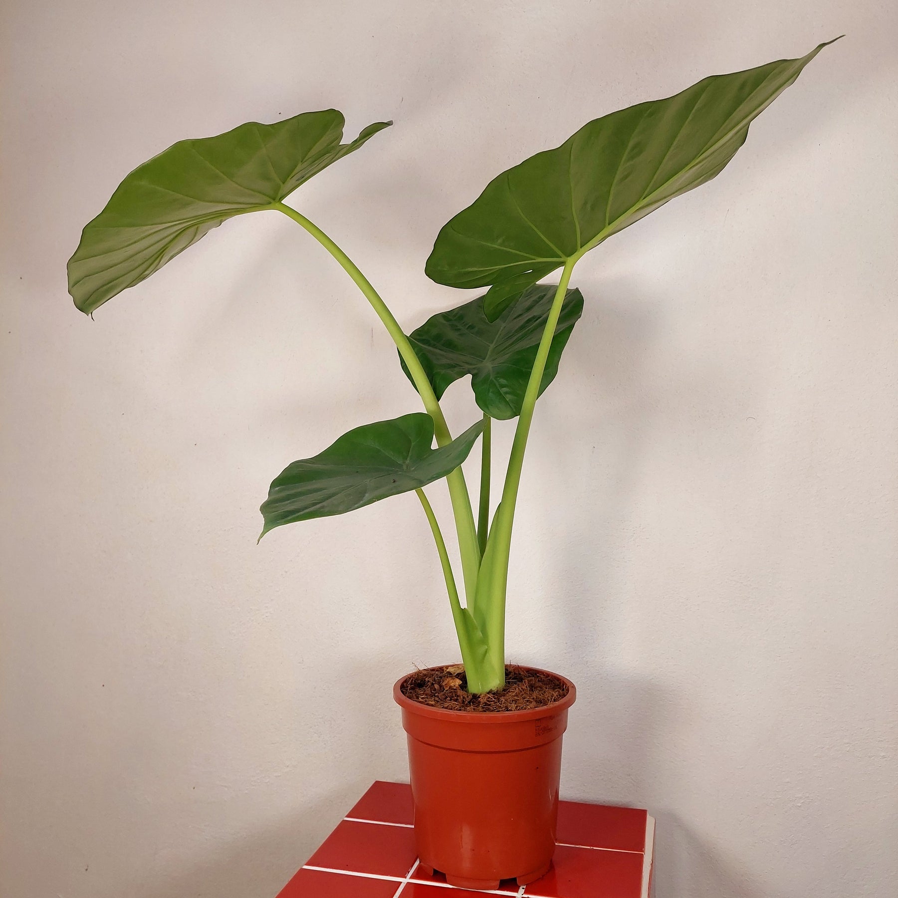 big elephant ears plants Alocasia macrorrhizos – Giant Taro / Elephant Ear – Plant Studio
