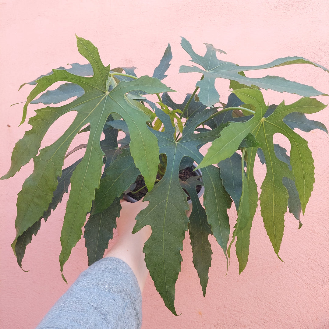Fatsia Japonica Green Fingers