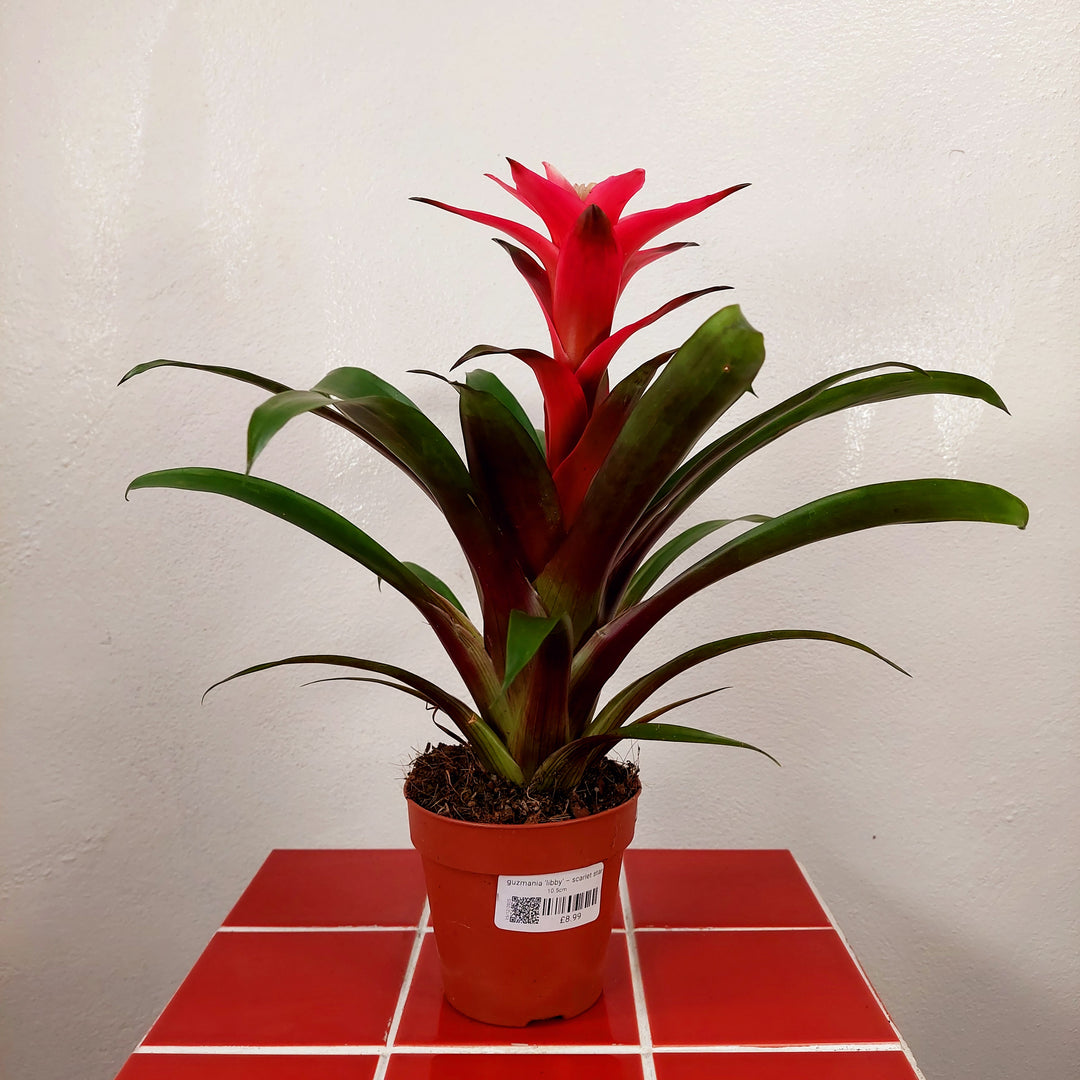 Guzmania ‘Libby’ – Scarlet Star Bromeliad