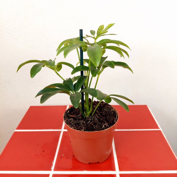 Schefflera mini mix- umbrella tree