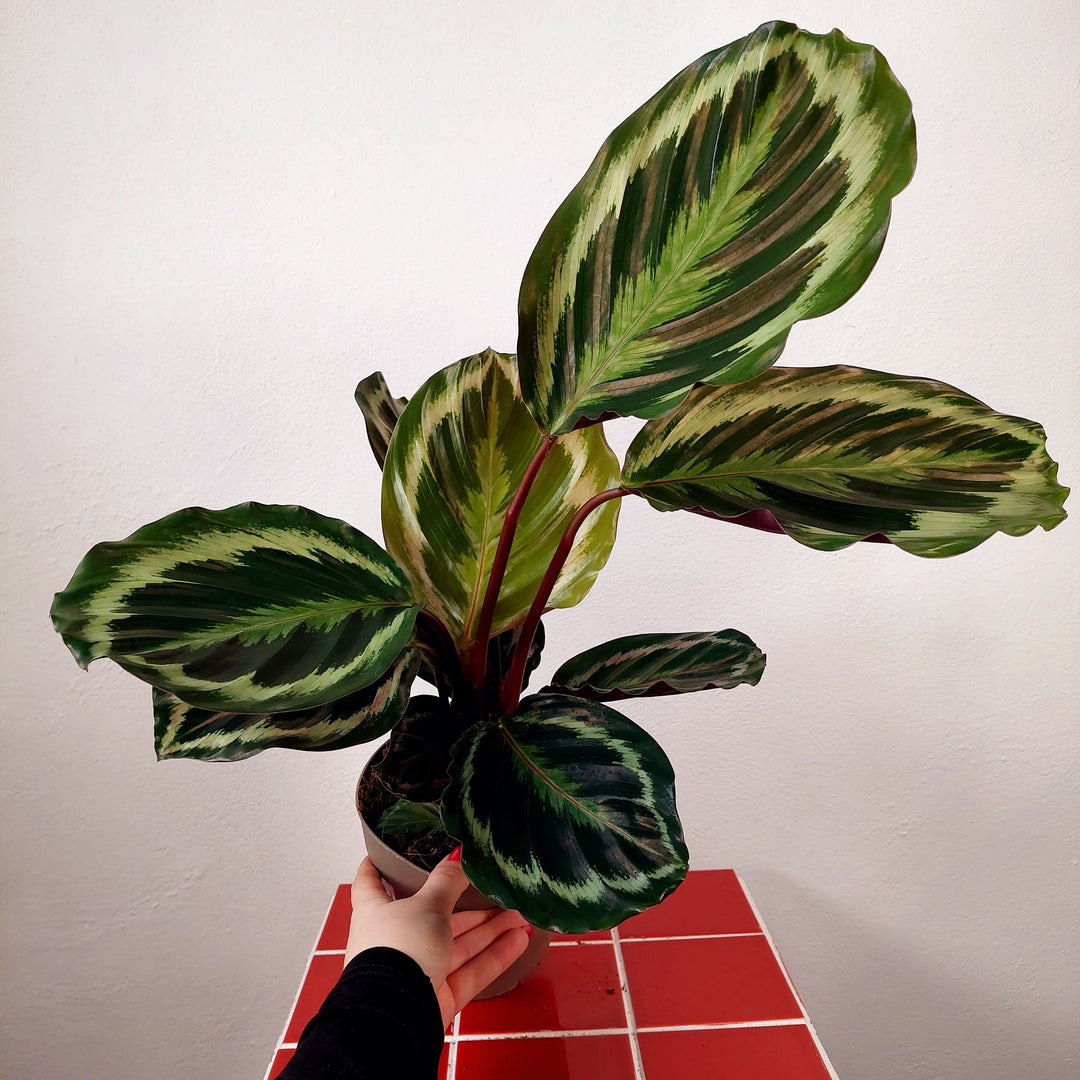 Calathea Medallion - Prayer plant