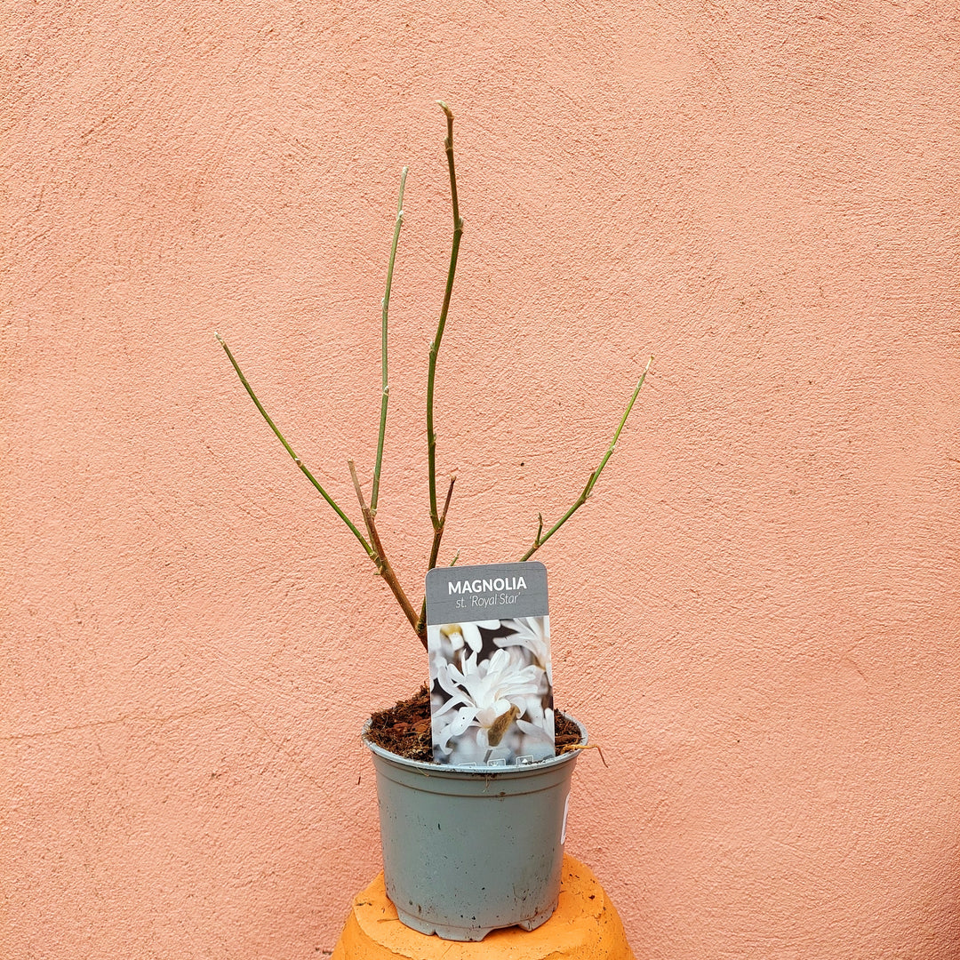 Magnolia stellata ‘Royal Star’