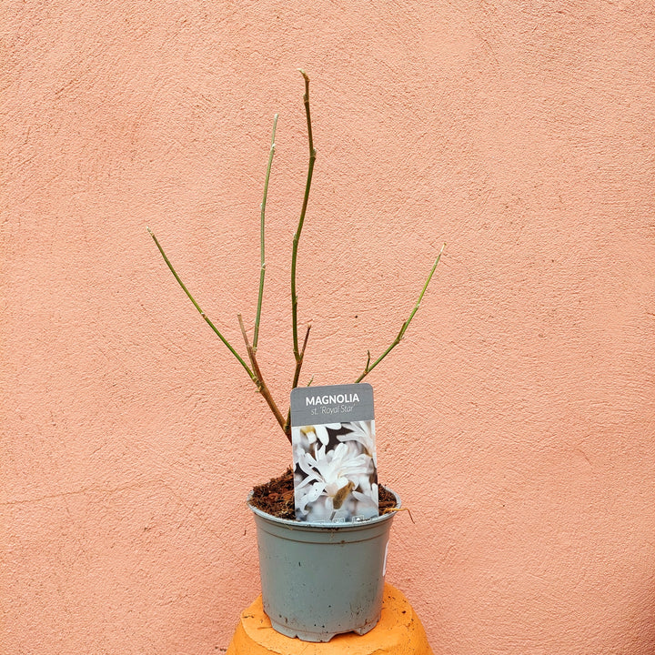 Magnolia stellata ‘Royal Star’