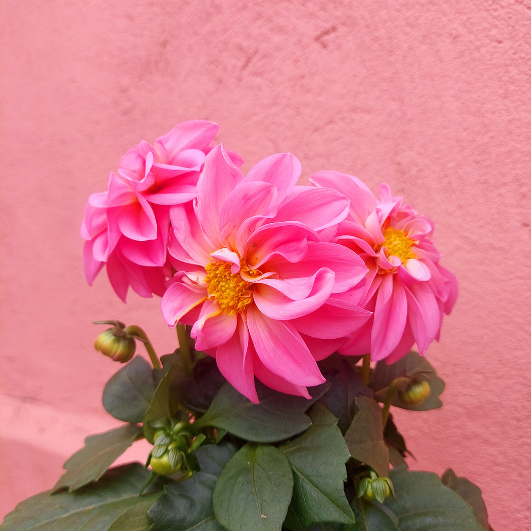 Dahlia Lucky Dip