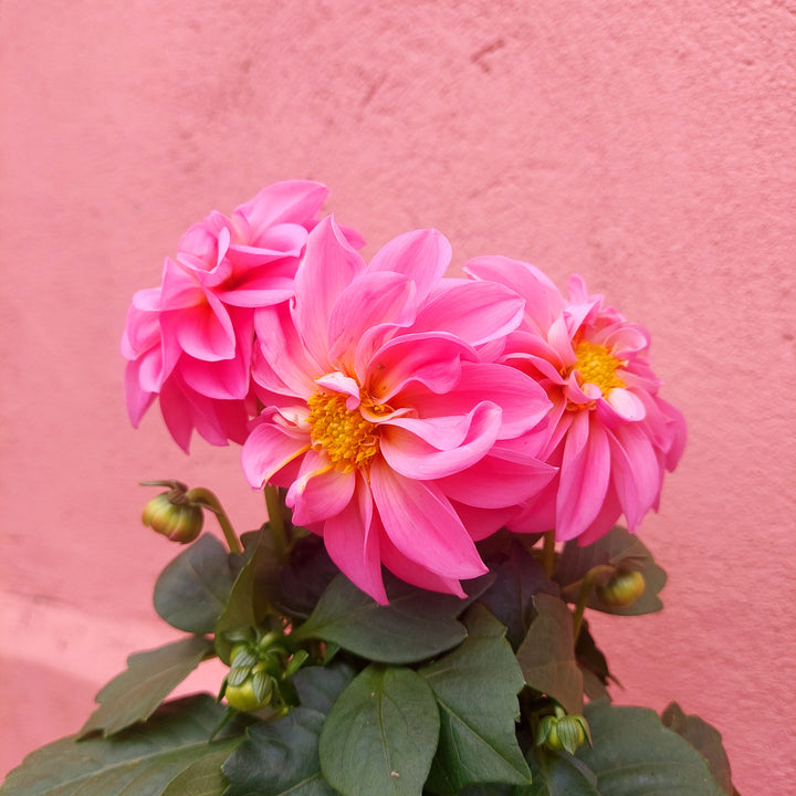 Dahlia Lucky Dip