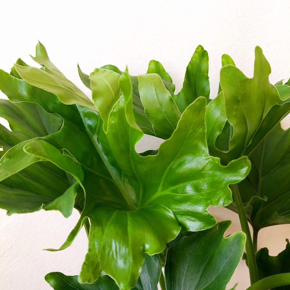 philodendron little Philodendron 'Little Hope' – Compact Tree Philodendron Houseplant – Plant Studio