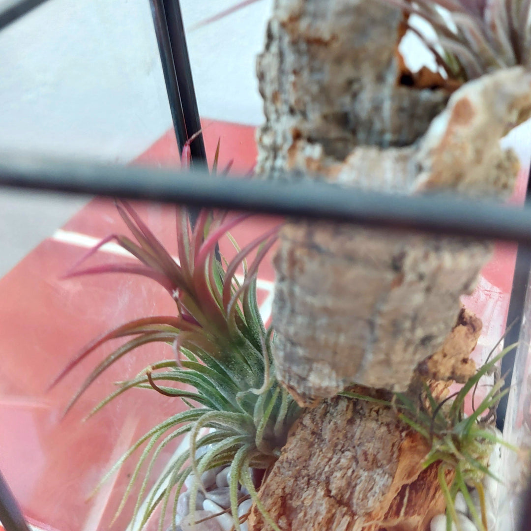 Plant.Studio Open-Air Plant Terrarium Lucky Dip – Mini Indoor Garden