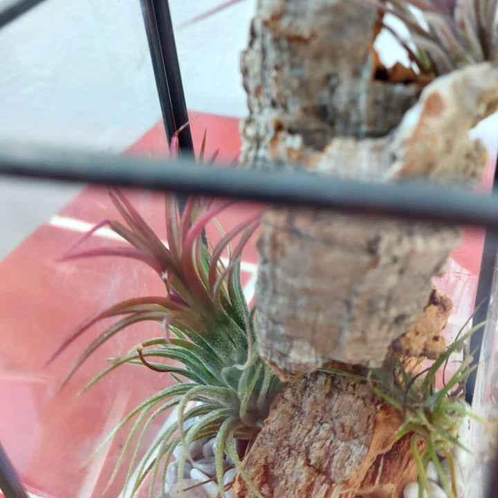 Plant.Studio Open-Air Plant Terrarium Lucky Dip – Mini Indoor Garden