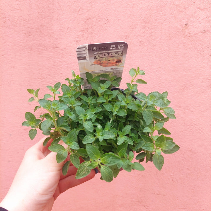 Origanum vulgare - oregano