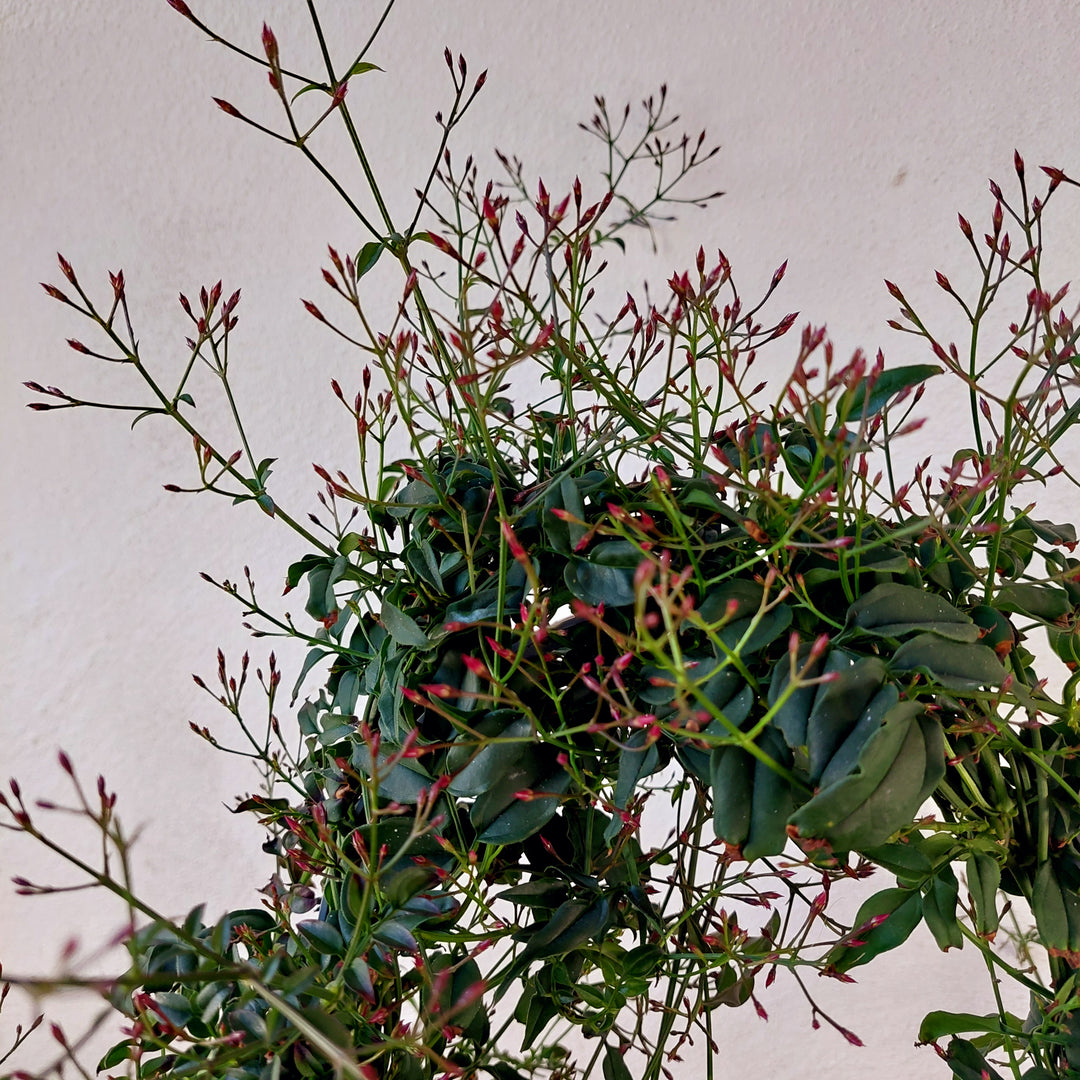 hanging jasmine plant indoor asminum polyanthum 'Winter Jasmine' — Fragrant Winter-Flowering Indoor Jasmine Houseplant UK – Plant Studio