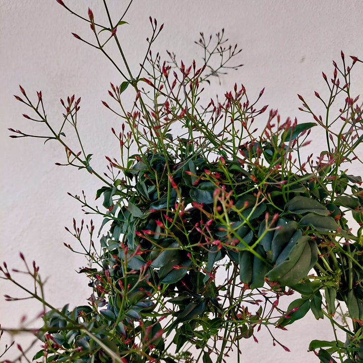 Jasmine - Jasminum polyanthum Winter Jasmine