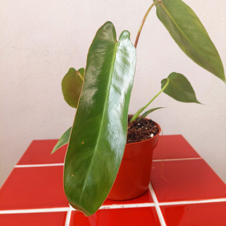 Philodendron spiritus-sancti