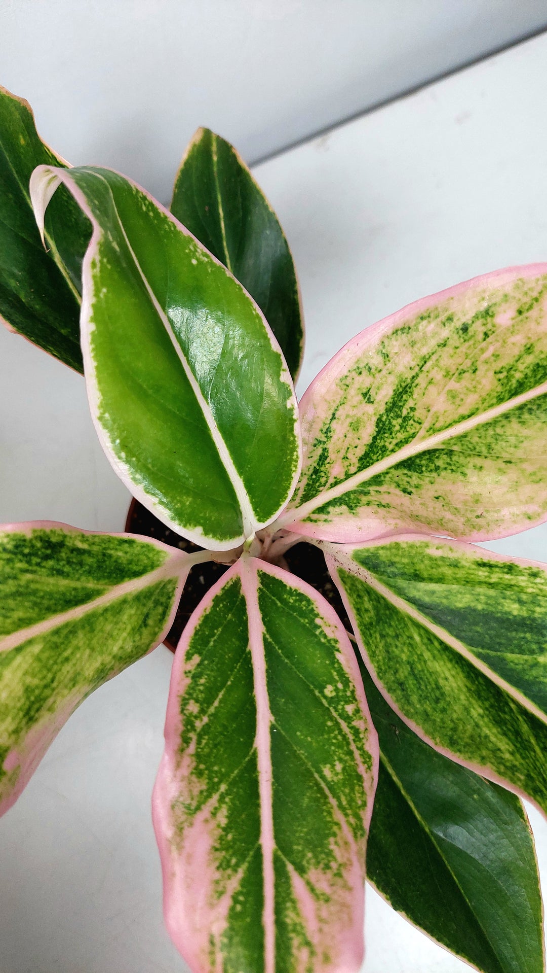 Aglaonema Specail